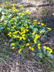 Caltha palustris