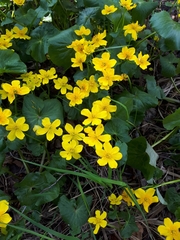Caltha palustris