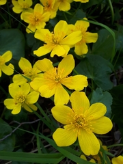 Caltha palustris