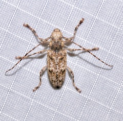 Aegomorphus modestus