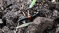 Gauropterus fulgidus