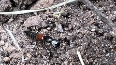 Gauropterus fulgidus