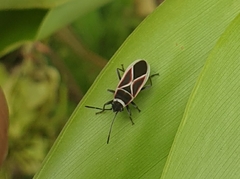 Ochrostomus pulchellus