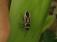 Ochrostomus pulchellus