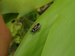 Ochrostomus pulchellus