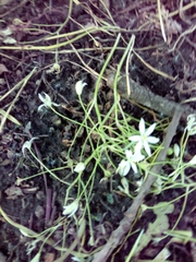 Ornithogalum orthophyllum