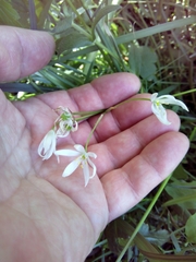 Ornithogalum orthophyllum