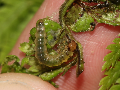 Herpetogramma sphingealis photo 2