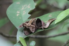 Macroglossum divergens
