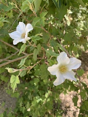 Rubus neomexicanus