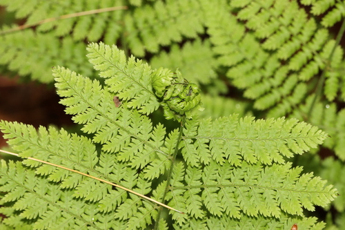Herpetogramma sphingealis photo 3