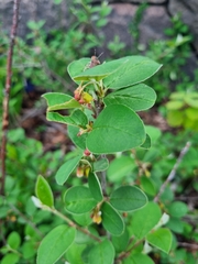 Cotoneaster scandinavicus