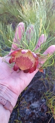 Protea pityphylla
