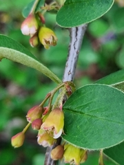 Cotoneaster scandinavicus