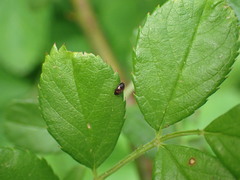 Litargus tetraspilotus