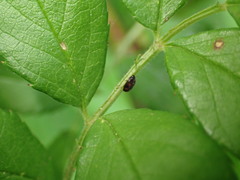 Litargus tetraspilotus