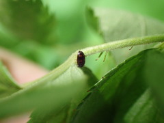 Litargus tetraspilotus