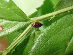 Litargus tetraspilotus