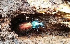 Carabus hispanus