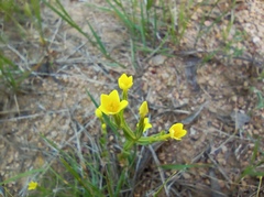Centaurium maritimum