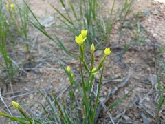 Centaurium maritimum