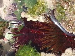 Paracentrotus lividus