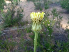 Hypochaeris maculata