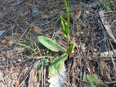 Hypochaeris maculata