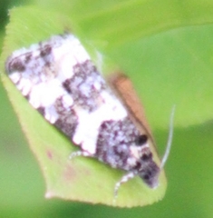 Phiaris bipunctana
