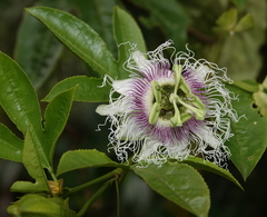 Passiflora edulis edulis