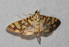 Pardomima callixantha