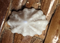 Hemitoma octoradiata