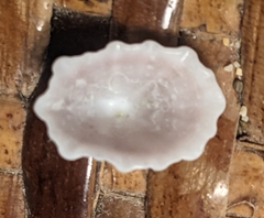 Hemitoma octoradiata