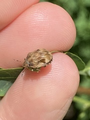 Sphyrocoris obliquus