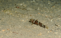 Didogobius splechtnai