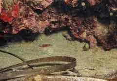 Didogobius splechtnai