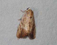 Tachosa brunnescens
