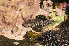 Entomacrodus cadenati