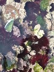 Paracentrotus lividus