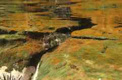 Entomacrodus cadenati