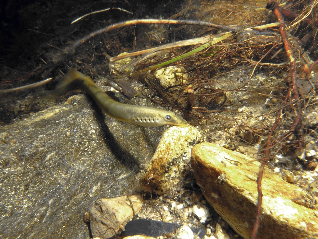 Brook lamprey (Lampetra planeri) — Petromyzontidae