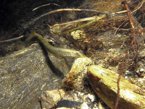 Brook lamprey (Lampetra planeri) — Petromyzontidae