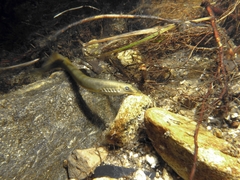 Lampetra planeri