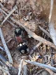 Ronisia barbarula