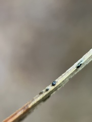 Lophodermium seditiosum