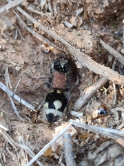 Ronisia barbarula