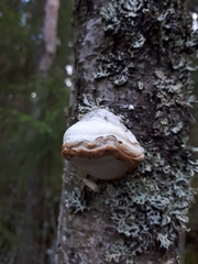 Fomes fomentarius