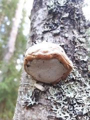 Fomes fomentarius