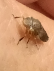 Homalodisca vitripennis