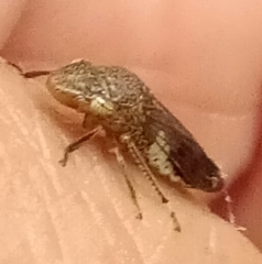 Homalodisca vitripennis